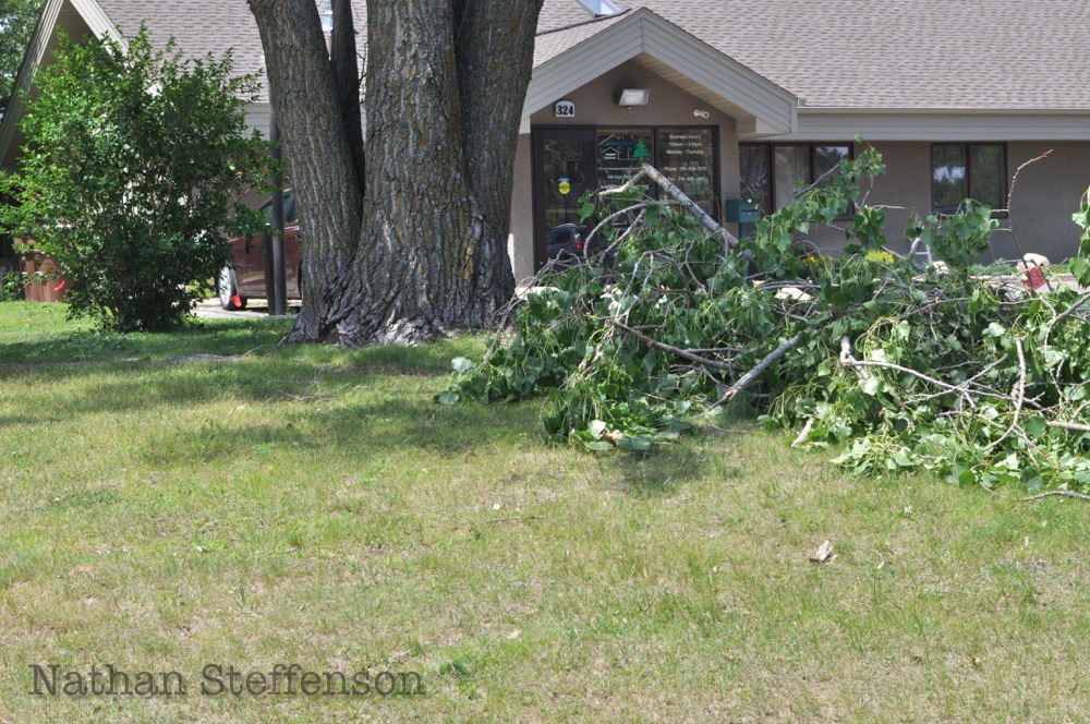 day after storm tree branches