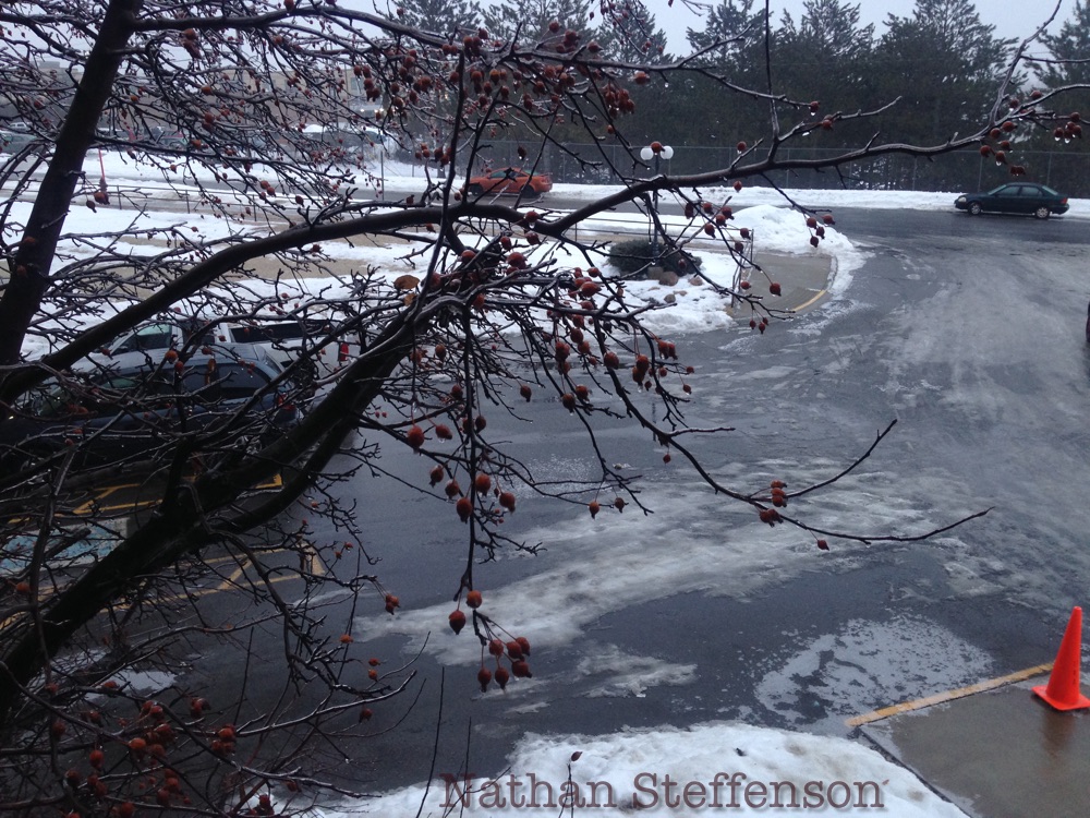 ice on crabapple tree brainerd