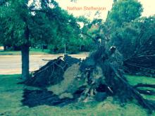 uprooted tree by Brainerd High School S 5th St