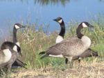 Canada Geese in Baxter MN