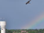 osprey rainbow Brainerd tower