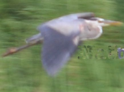 blue heron over boom lake