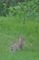 Rabbit in Brainerd